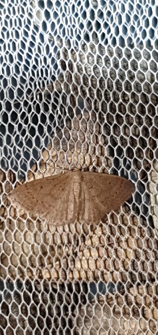 Idaea eugeniata  - Melchior Viallet