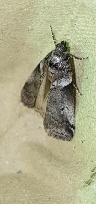 Acrobasis legatea  - Melchior Viallet