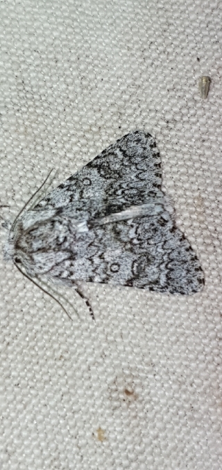 Acronicta auricoma  - Melchior Viallet