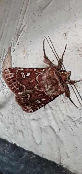 Lycophotia porphyrea  - Melchior Viallet