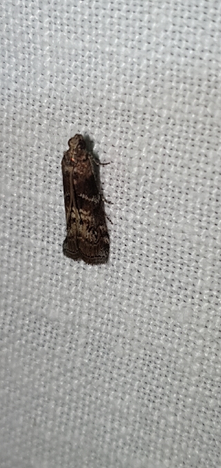 Phycita roborella  - Melchior Viallet