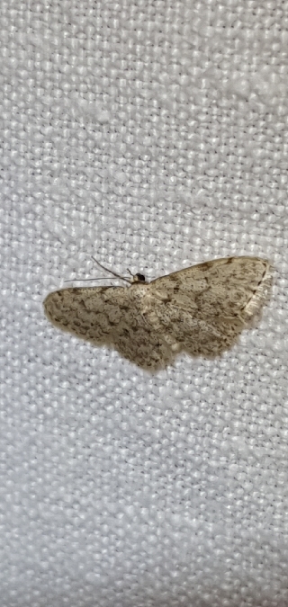 Idaea alyssumata  - Melchior Viallet