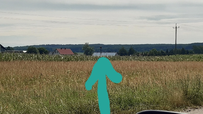 Cigogne blanche  - Krzysztof Sokołowski