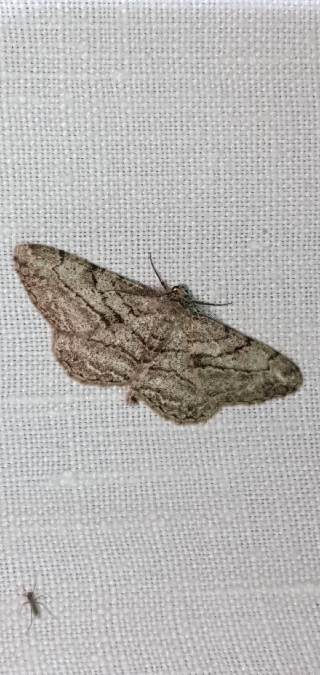 Peribatodes perversaria  - Melchior Viallet