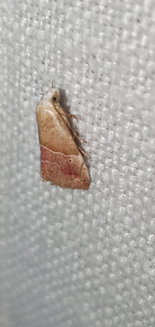 Eublemma parva  - Melchior Viallet