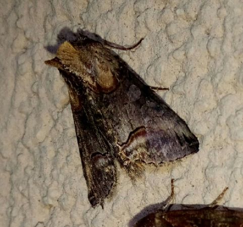 Abrostola triplasia  - Thomas Lux