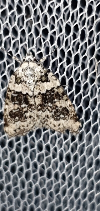 Bryophila domestica  - Melchior Viallet