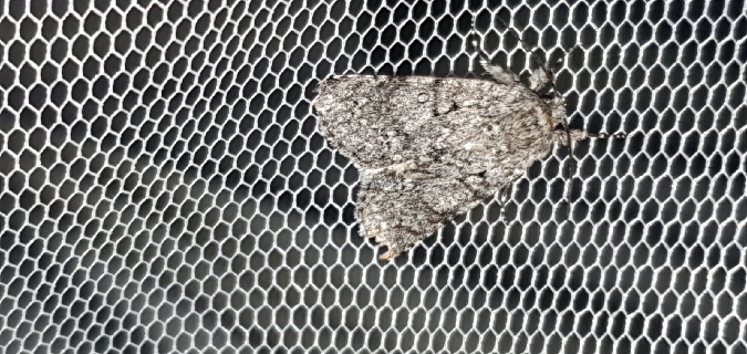 Acronicta euphorbiae  - Melchior Viallet