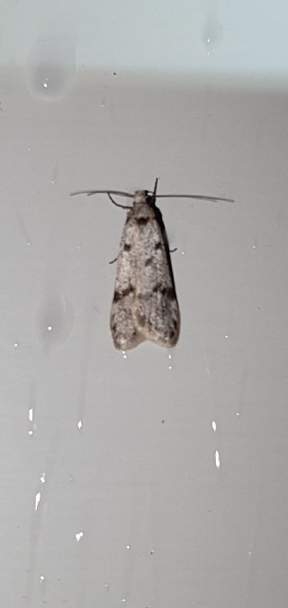 Symmoca signella  - Melchior Viallet
