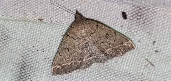 Zanclognatha zelleralis  - Melchior Viallet