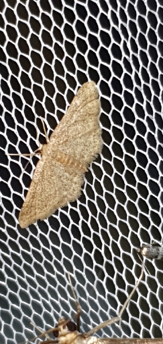 Idaea belemiata  - Melchior Viallet
