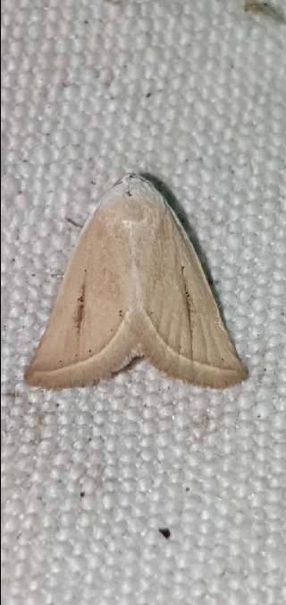 Eublemma pura  - Melchior Viallet