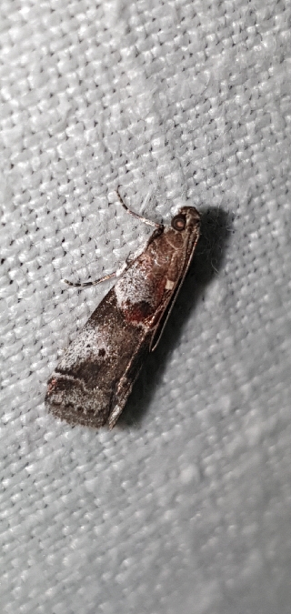 Acrobasis suavella  - Melchior Viallet