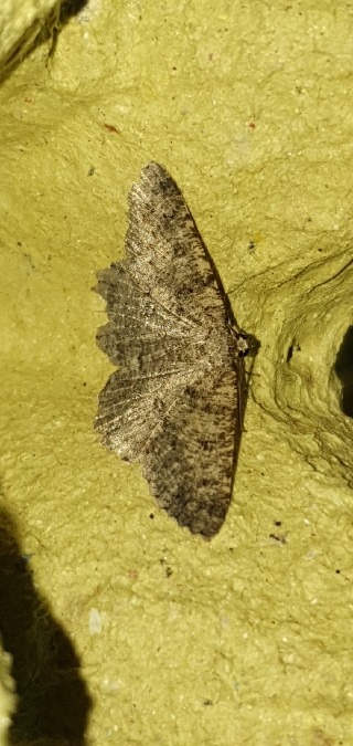 Charissa obscurata  - Melchior Viallet