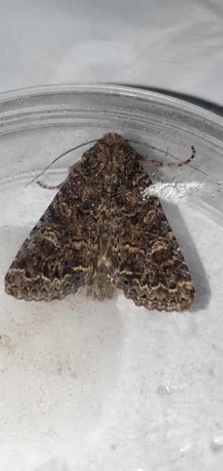 Apamea furva  - Melchior Viallet
