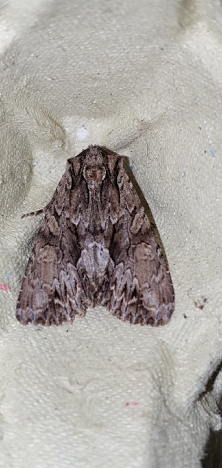 Apamea monoglypha  - Melchior Viallet