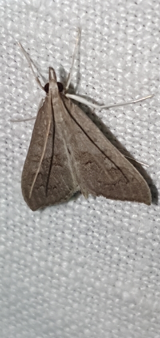 Mecyna asinalis  - Melchior Viallet