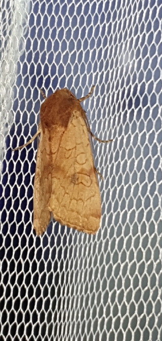 Sideridis lampra  - Melchior Viallet