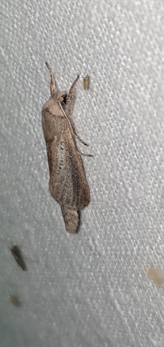 Phragmataecia castaneae  - Melchior Viallet