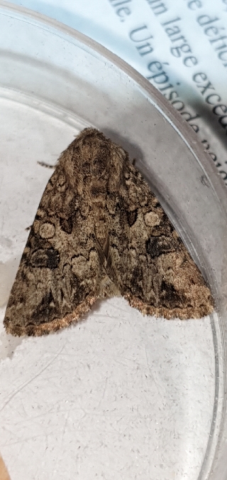 Hadula pugnax  - Melchior Viallet