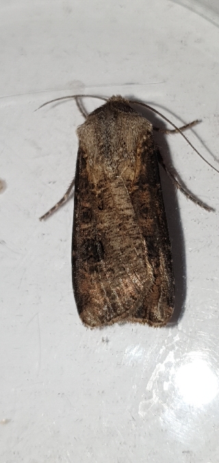 Agrotis clavis  - Melchior Viallet