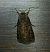 Noctuelle trapue  - Thomas Lux