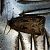 Noctuelle trapue  - Thomas Lux