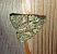 Cryphia algae  - Thomas Lux