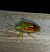 Cyphostethus tristriatus  - Thomas Lux