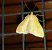 Sitochroa verticalis  - Thomas Lux