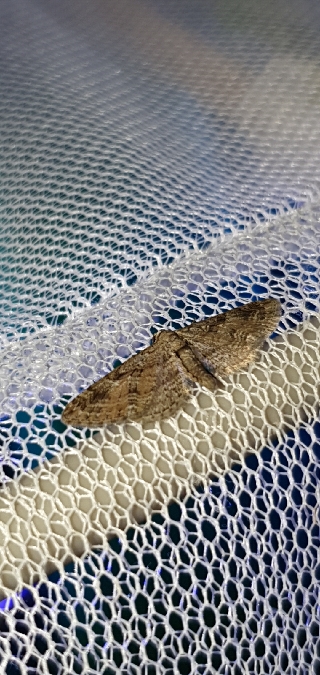 Eupithecia pusillata  - Melchior Viallet
