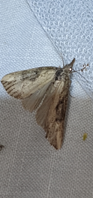 Hypena obesalis  - Melchior Viallet