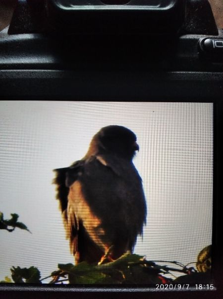 kobczyk  - Andrzej Lipiński