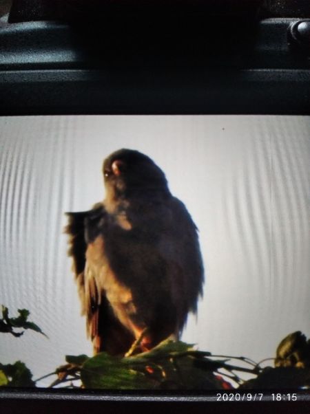 Faucon kobez  - Andrzej Lipiński