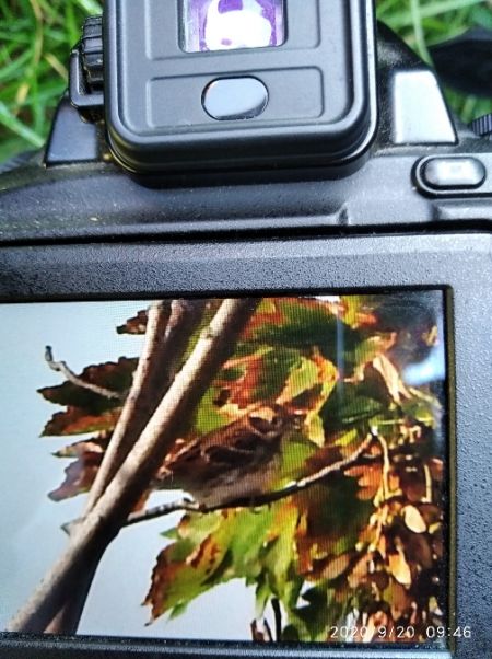 Rustic Bunting  - Andrzej Lipiński
