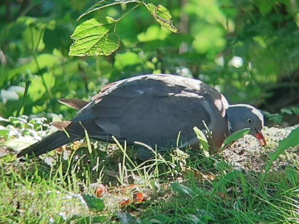 grzywacz  - Krzysztof Sokołowski