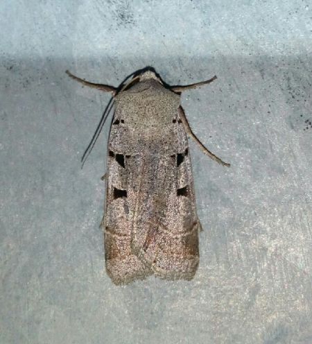Eugnorisma glareosa  - Thomas Lux