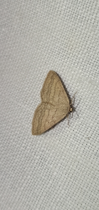Scopula turbidaria  - Melchior Viallet