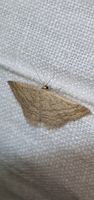 Scopula turbidaria  - Melchior Viallet