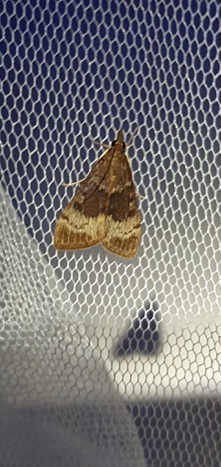 Uresiphita gilvata  - Melchior Viallet