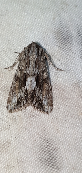 Apamea monoglypha  - Melchior Viallet