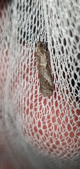 Acrobasis bithynella  - Melchior Viallet
