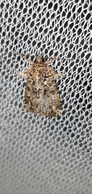 Callopistria latreillei  - Melchior Viallet