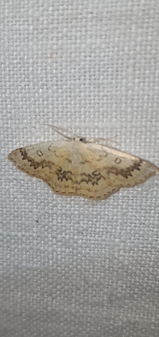 Cyclophora annularia  - Melchior Viallet