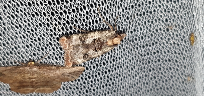 Epilecta linogrisea  - Melchior Viallet