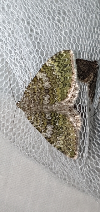 Euphyia frustata  - Melchior Viallet