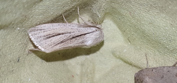 Noctuelle veineuse  - Melchior Viallet