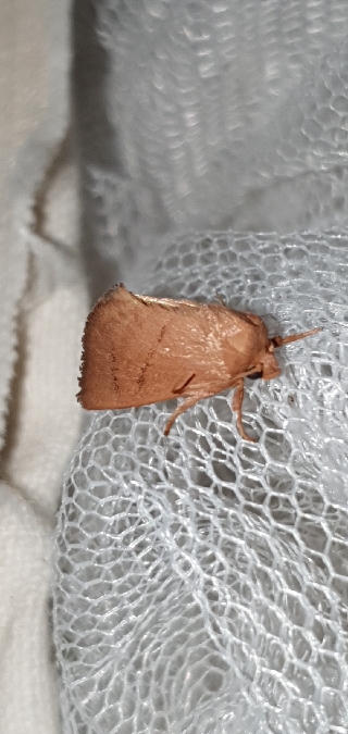 Hoyosia codeti  - Melchior Viallet