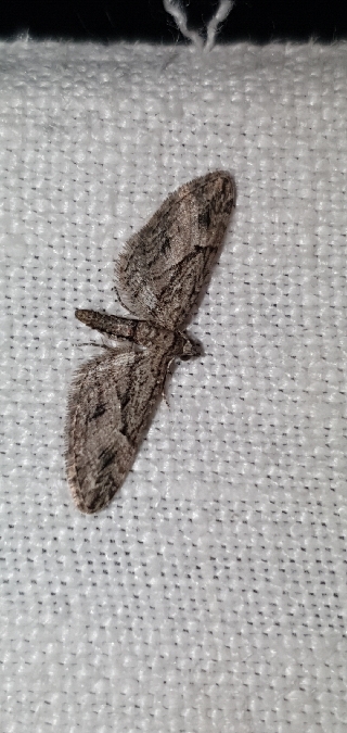 Eupithecia oxycedrata  - Melchior Viallet
