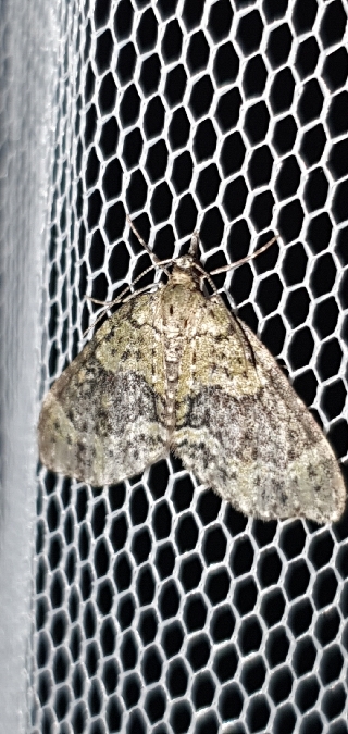 Acasis viretata  - Melchior Viallet